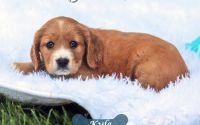 Male Mini Golden Retriever Pup - Kyle
