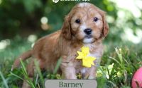 Male Mini Golden Retriever Pup - Barney