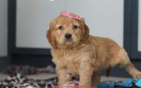 Female Mini Golden Retriever Pup - Rose
