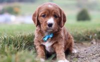 Male Mini Golden Retriever Pup - Buddy