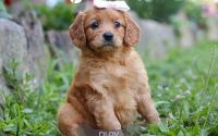 Female Mini Golden Retriever Pup - Riley