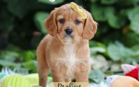 Female Mini Golden Retriever Pup - Praline