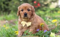 Male Mini Golden Retriever Pup - Craig