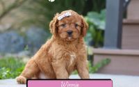 Female Mini Golden Retriever Pup - Winnie