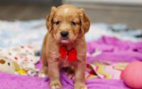 Male Mini Golden Retriever Pup - Frost