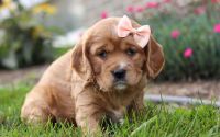 Female Mini Golden Retriever Pup - Luna