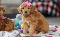 Female Mini Golden Retriever Pup - Lilac
