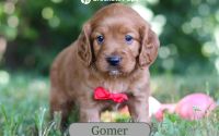 Male Mini Golden Retriever Pup - Gomer
