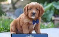 Male Mini Golden Retriever Pup - Walker