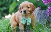 Male Mini Golden Retriever Pup - Kurt