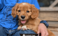 Male Mini Golden Retriever Pup - Buddy