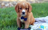 Male Mini Golden Retriever Pup - Dexter