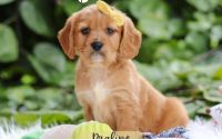 Female Mini Golden Retriever Pup - Praline