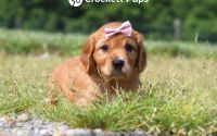 Female Mini Golden Retriever Pup - Cherry