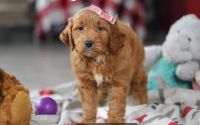 Female Mini Golden Retriever Pup - Fushia