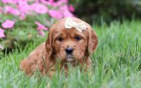 Female Mini Golden Retriever Pup - Bella