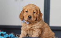 Male Mini Golden Retriever Pup - Sage