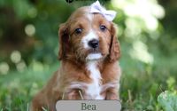 Female Mini Golden Retriever Pup - Thelma Bea
