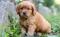 Male Mini Golden Retriever Pup - Caleb