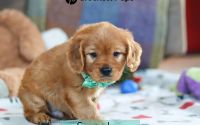 Male Mini Golden Retriever Pup - Snowshoe