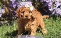 Female Mini Golden Retriever Pup - Diana