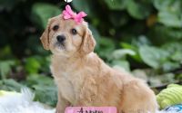 Female Mini Golden Retriever Pup - Aspen