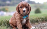 Male Mini Golden Retriever Pup - Buddy