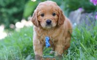 Male Mini Golden Retriever Pup - Charlie