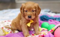 Male Mini Golden Retriever Pup - Glacier