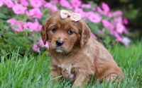 Female Mini Golden Retriever Pup - Bailey