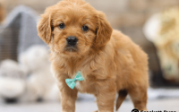 Male Mini Golden Retriever Pup - Duke
