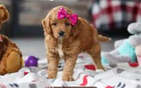 Female Mini Golden Retriever Pup - Magenta