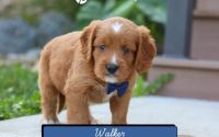Male Mini Golden Retriever Pup - Walker