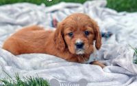 Male Mini Golden Retriever Pup - Wilson