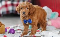 Male Mini Golden Retriever Pup - Azul
