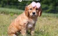Female Mini Golden Retriever Pup - Blossom