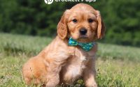 Male Mini Golden Retriever Pup - River