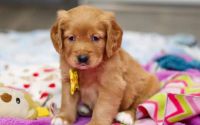 Male Mini Golden Retriever Pup - Glacier