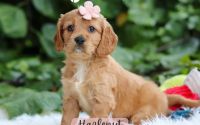 Female Mini Golden Retriever Pup - Hazelnut