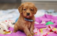 Male Mini Golden Retriever Pup - Juniper