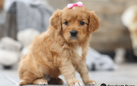 Feale Mini Golden Retriever Pup - Willow