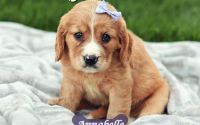 Female Mini Golden Retriever Pup - Annabelle