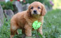 Male Mini Golden Retriever Pup - Spencer