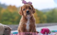 Female Mini Golden Retriever Pup - Emma
