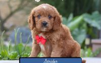 Male Mini Golden Retriever Pup - Strider
