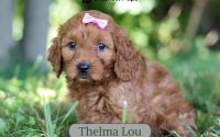 Female Mini Golden Retriever Pup - Thelma Lou