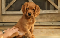 Gomer - Male Mini Golden Retriever