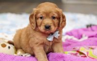 Male Mini Golden Retriever Pup - Holiday