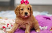 Female Mini Golden Retriever Pup - Mistletoe