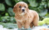 Female Mini Golden Retriever Pup - Apple